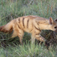 Illustration for article titled Wednesday Hyena - Proteles cristata Edition